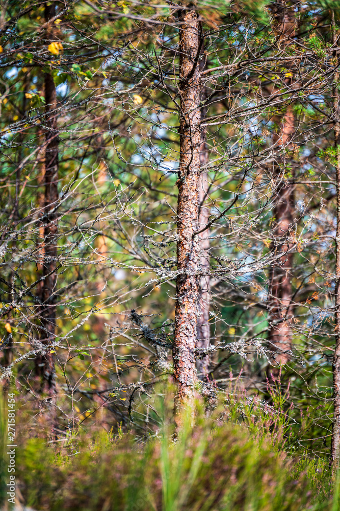 dry old tree trunk stomp in nature