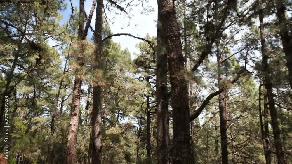 POV driving through a pine forest in mountains. Point of view driving,view from inside the car on pine forest in summer. POV driving through a pine forest in mountains. Point of view driving,view from inside the car on pine forest in summer.