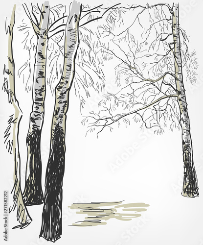 birch background vector sketch line watercolor tree