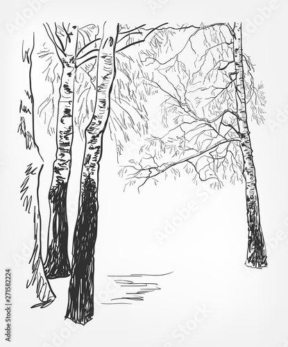 birch background vector sketch line watercolor tree