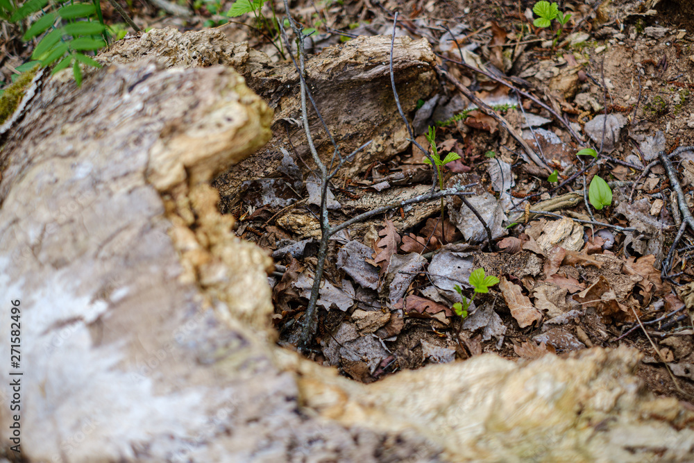 dry old tree trunk stomp in nature dry old tree trunk stomp in nature