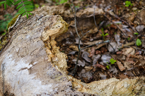 dry old tree trunk stomp in nature