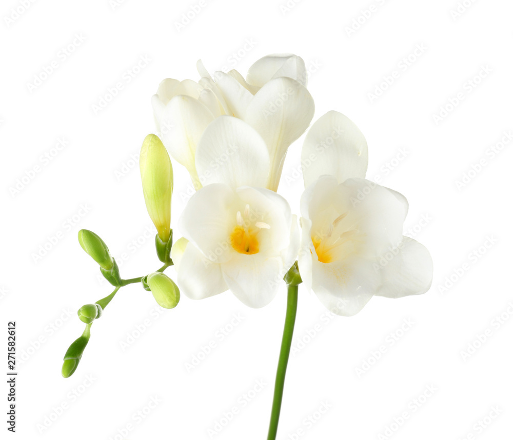 Fototapeta premium Beautiful freesia flowers on white background