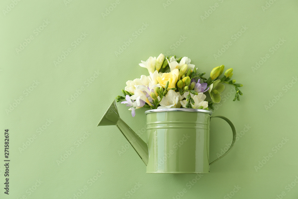 Watering can with beautiful freesia flowers on color background