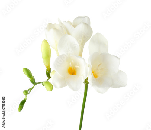 Fototapeta Naklejka Na Ścianę i Meble -  Beautiful freesia flowers on white background