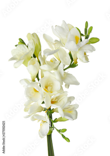 Beautiful freesia flowers on white background photo