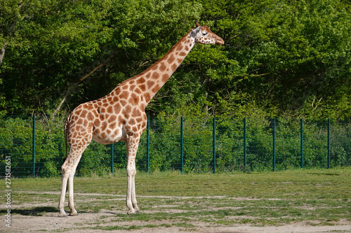 Giraffe im Zoo