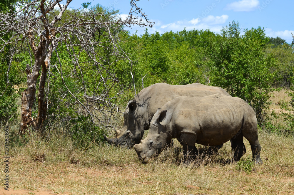 White rhinoceros (Ceratotherium simum) are earth's second-largest land mammals. Rhinos are endangered due to incessant poaching for their horns, which some people believe have medicinal properties. White rhinoceros (Ceratotherium simum) are earth's second-largest land mammals. Rhinos are endangered due to incessant poaching for their horns, which some people believe have medicinal properties.