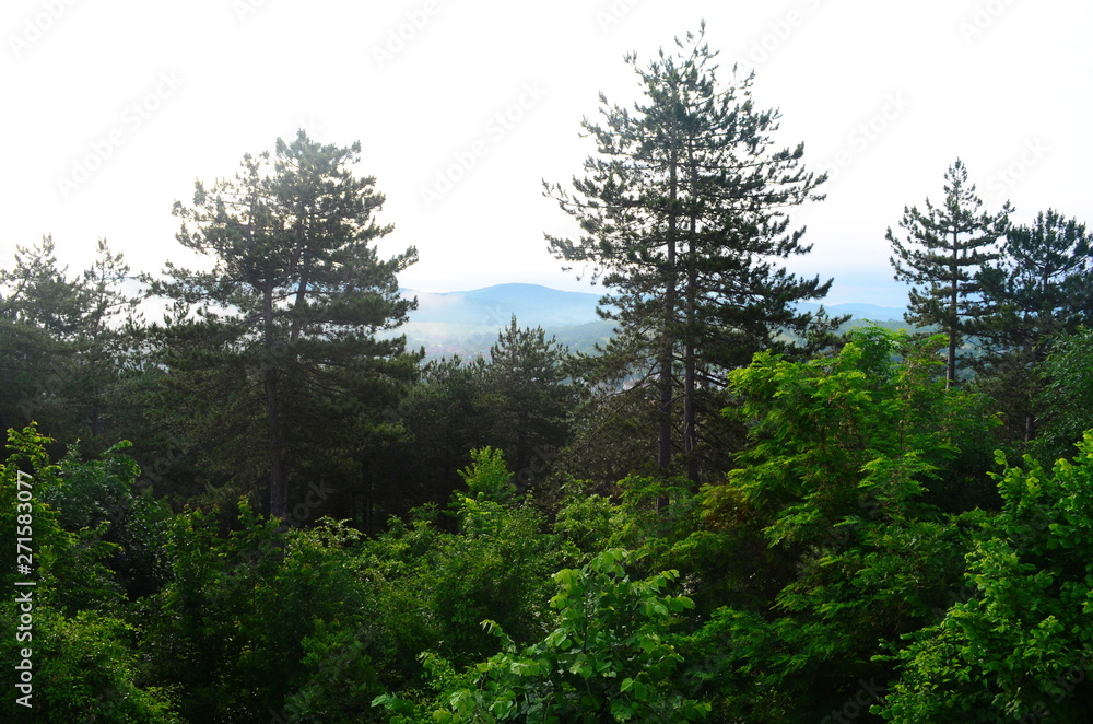 Fototapeta premium morning forest in the Bulgarian town of Malko Tarnovo