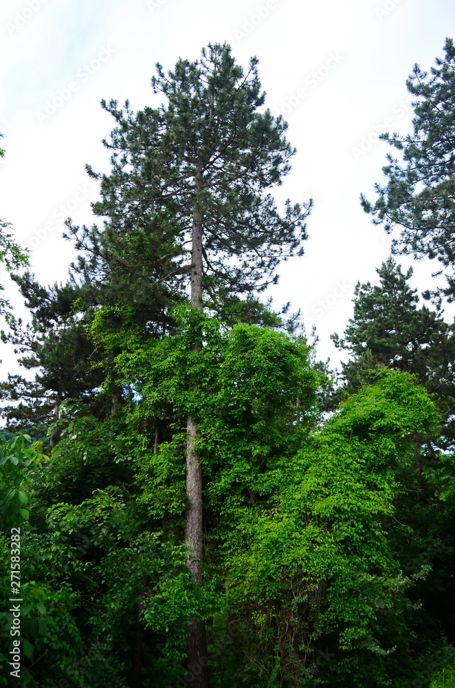 Fototapeta premium morning forest in the Bulgarian town of Malko Tarnovo
