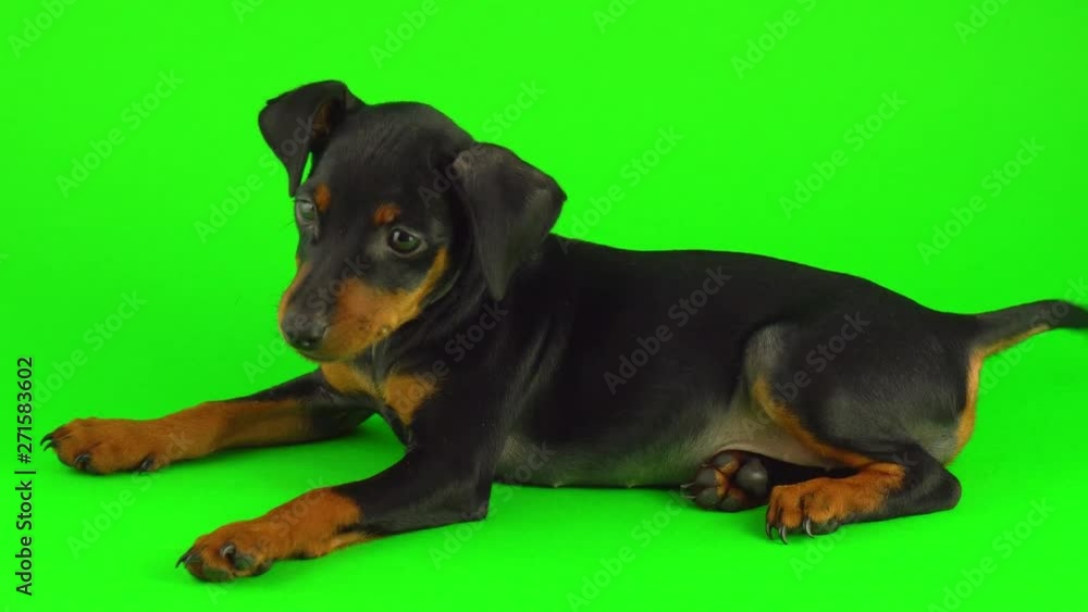 Dog Zwergpinscher little puppy on green screen Dog Zwergpinscher little puppy on green screen