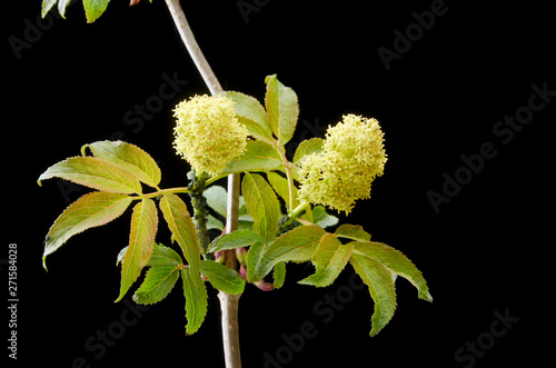 Sick flowering plant red elderberry in the dark . The plant is covered with aphids.