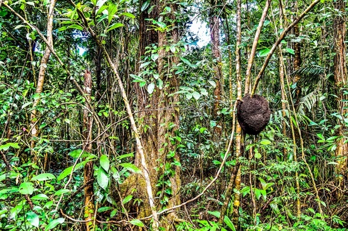 coconut tree in the forest, in costa rica central america photo