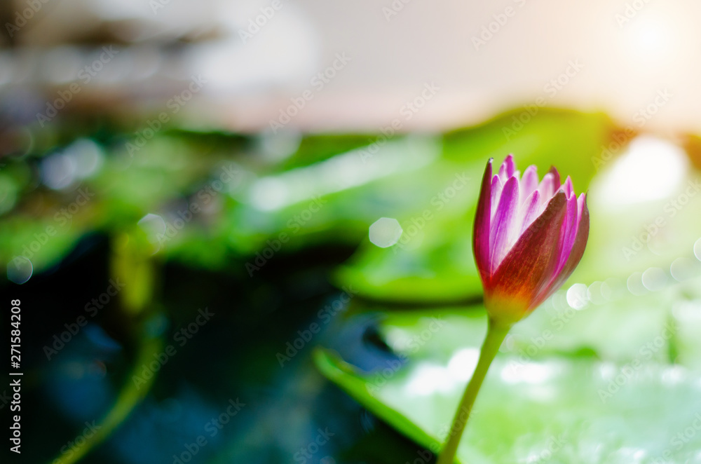 Lotus flower in the morning pool. Lotus flower in the morning pool.