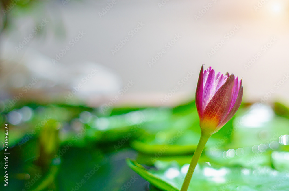 Fototapeta premium Lotus flower in the morning pool.