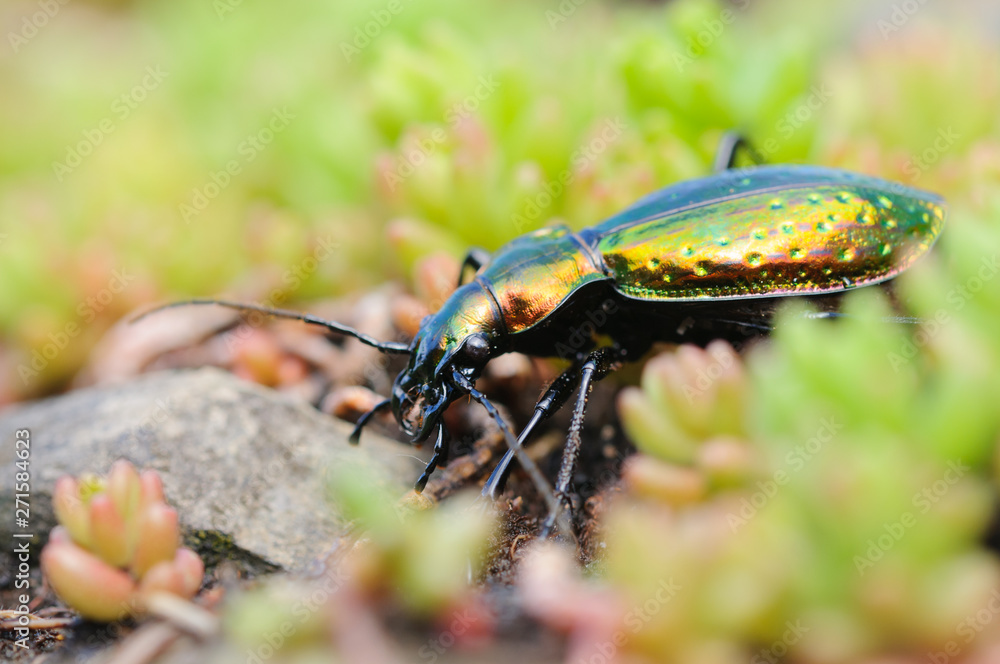 Fototapeta premium The Golden beetle (Carabus rutilans)