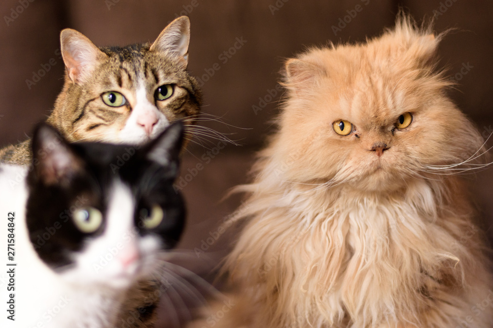three cats three cats