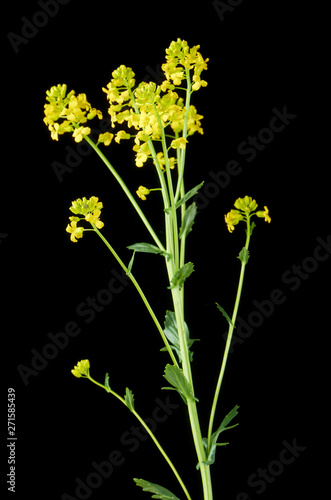 Sprig of flowering rapeseed on a black background