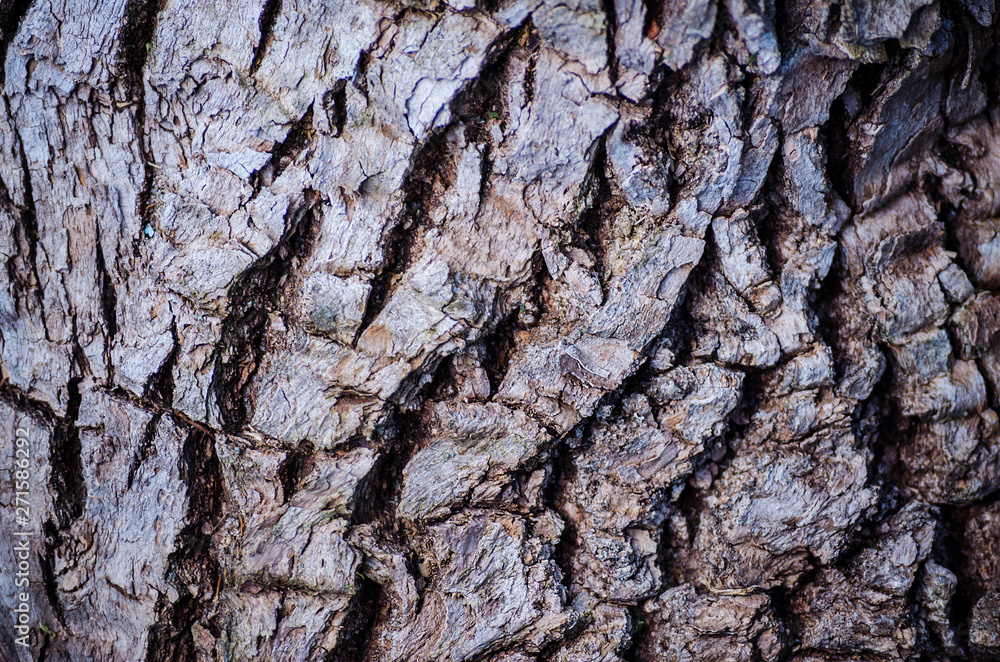 tree bark texture tree bark texture