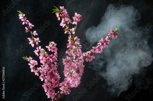 Sprig of cherry blossoms in smoke and water drops on black background