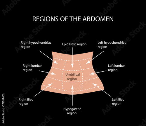 Abdominal Region. Vector illustration  on a black background