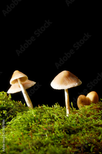 Mushrooms on green moss on a dark background.