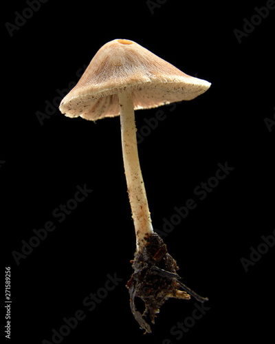 Poisonous inedible mushrooms on a black background