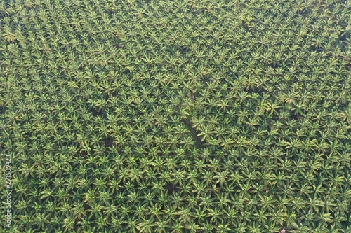 Palm oil trees in plantation. Aerial photo 
