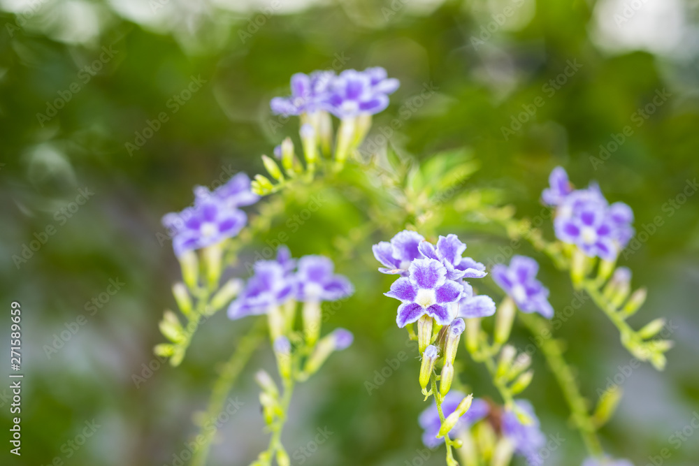 colorfol purple Golden Dewdrop flower close up colorfol purple Golden Dewdrop flower close up