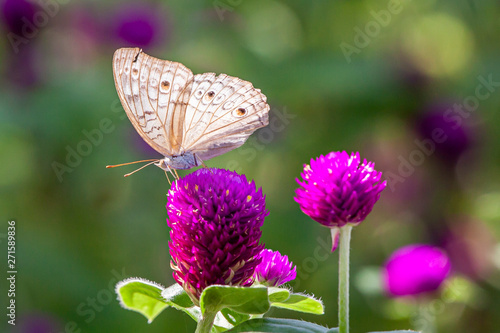 Multi-colored butterflies with deep purple amaranth flowers