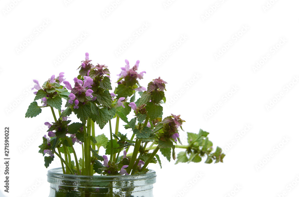 Spring flowers in a glass vase in white isolate