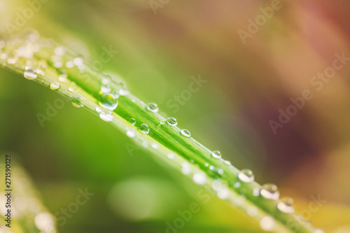 Dew drops