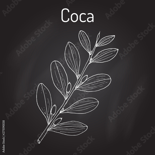 Erythroxylum coca. Hand drawn illustration