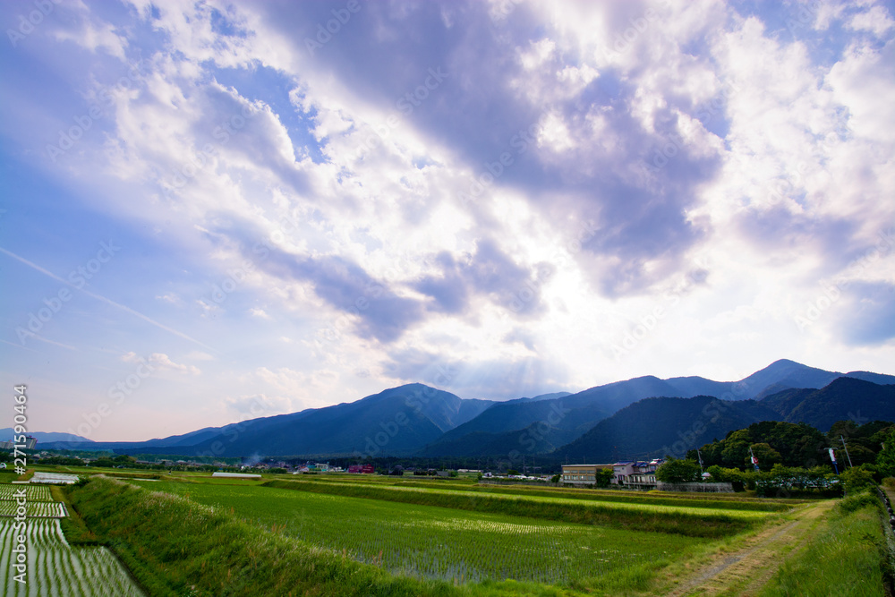 Fototapeta premium 田んぼと山脈