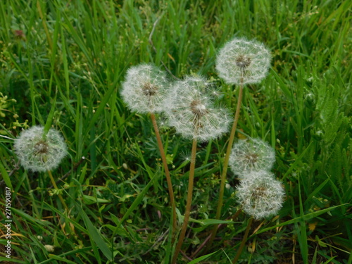 dandelions with seeds grow in summer