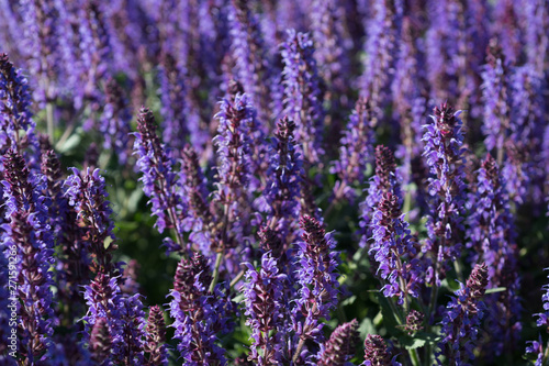 Background of blooming purple sage flowers