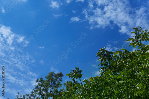 Tree with green leaves against a blue sky with white clouds
