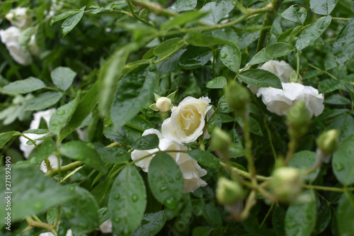 White rose Bush