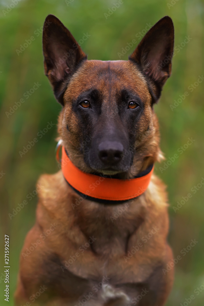 The portrait of a serious female Belgian Shepherd dog Malinois posing outdoors wearing an orange soft collar