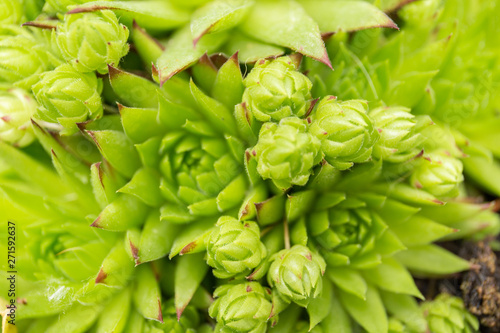 Group of green succulent plants