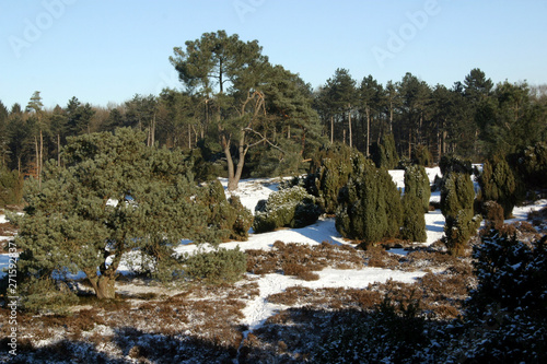 Winter. Snow. Frozen. Echten drente Netherlands. Heather and peat fields