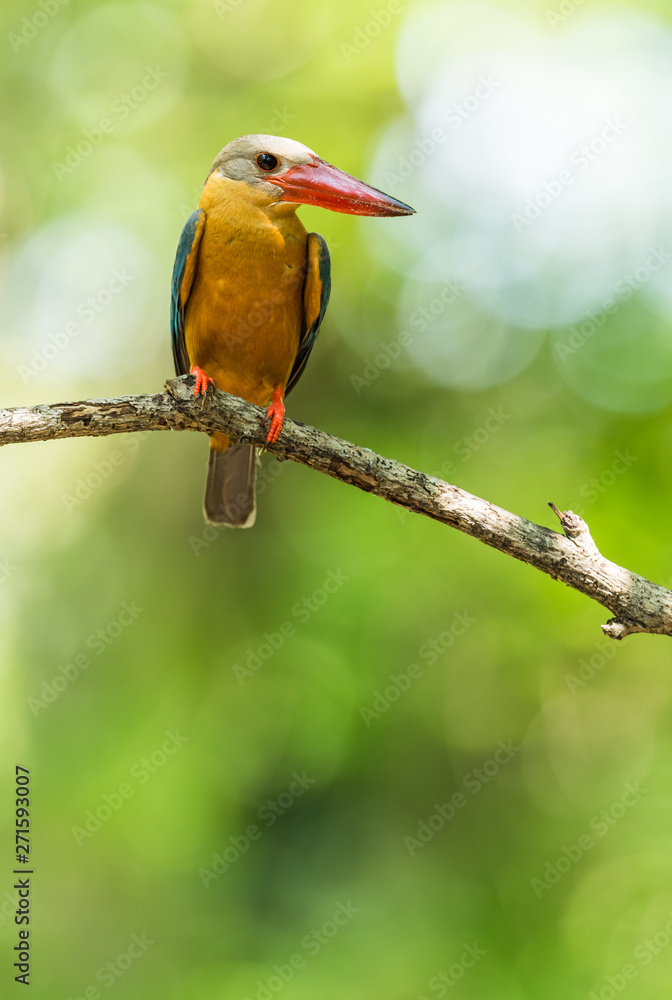 Naklejka premium Stork-billed Kingfisher perched on dry branches