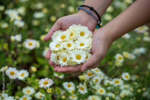 The flower garden, a girl holding bouquet of Chrysanthemum flowers.