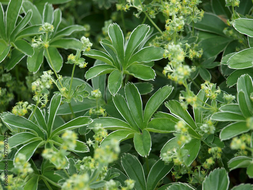 Obraz na płótnie Alpen-Frauenmantel - Alchemilla alpina