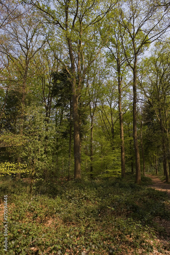 Forest beechtrees in forest. Sterrebos Frederiksoord Netherlands Forest beechtrees in forest. Sterrebos Frederiksoord Netherlands