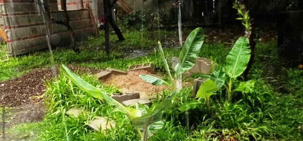 Obraz premium Plantas y lluvia