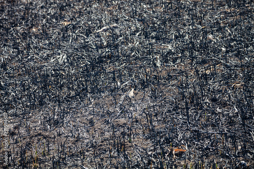 Blasted field after a fire.