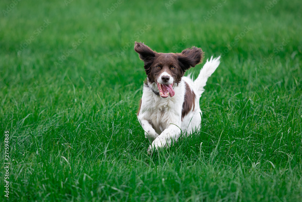 a cheerful dog runs in a green lawn. His ears are erect and his tongue comes out of his mouth