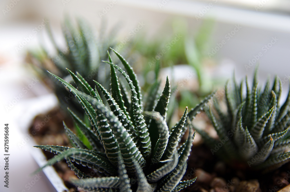 Green Seedling in a plastic container. Various green succulents and cacti growing in stone and sandstone undercoat. Echeveria sprouts, succulents under sunlight. Green Seedling in a plastic container. Various green succulents and cacti growing in stone and sandstone undercoat. Echeveria sprouts, succulents under sunlight.