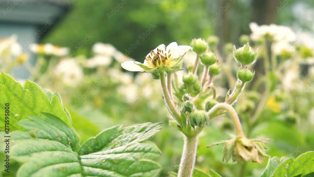 Buds on a strawberry bush in a kitchen garden. Agriculture, growing berries Buds on a strawberry bush in a kitchen garden. Agriculture, growing berries